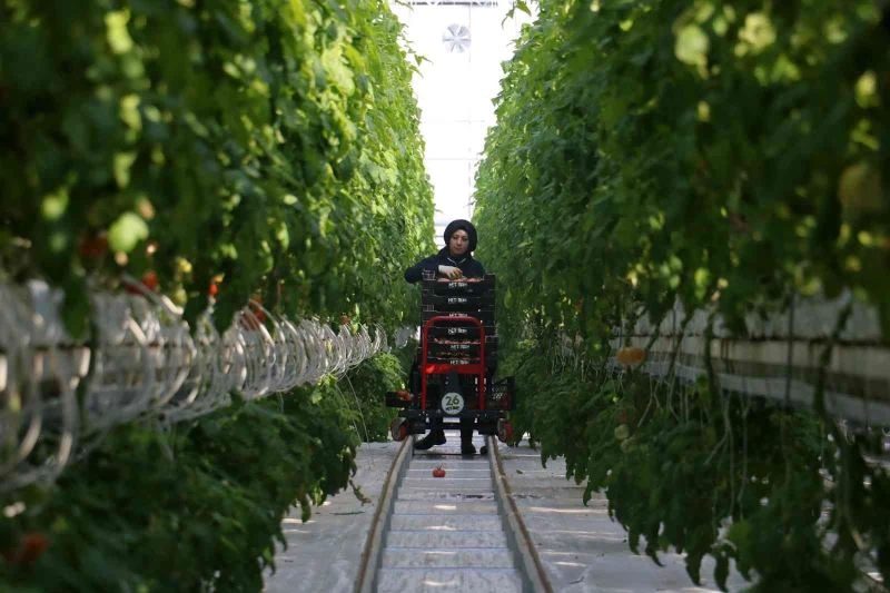 Kara kışta ürettiği domatesleri Avrupa’ya satıyor