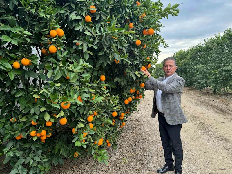 Nisan’da portakal çiçeği kokan Çukurova, narenciye üretiminde Türkiye birincisi
