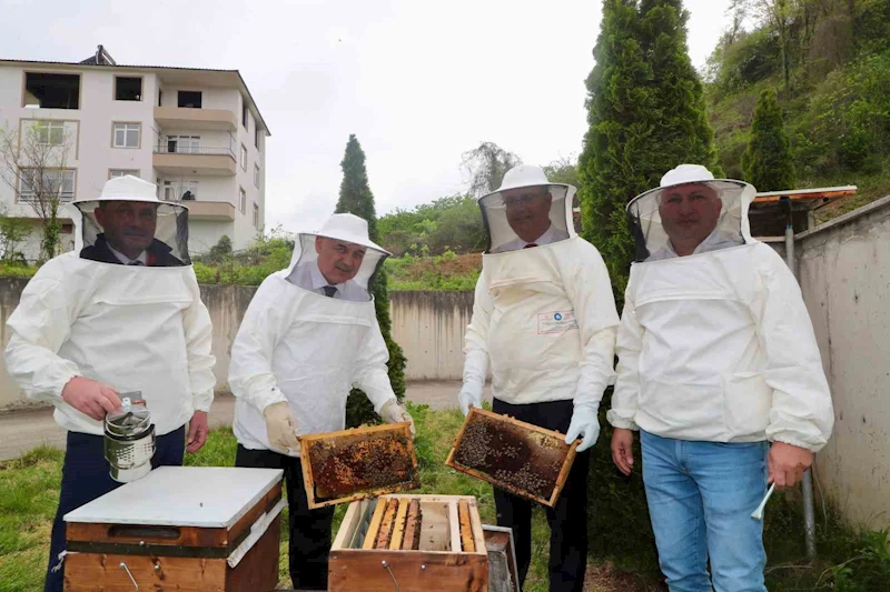 Ordu’da ana arı yetiştiriciliği yaygınlaşıyor
