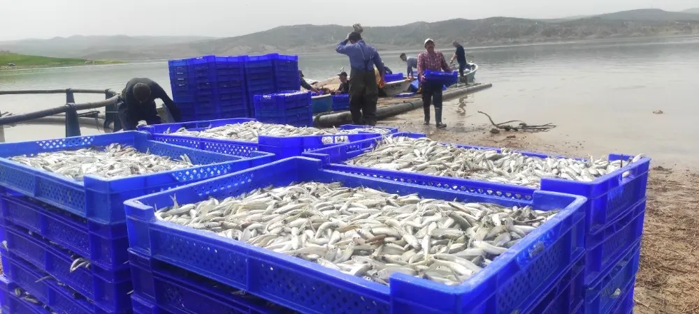 Bozkırın ortasından Avrupa’ya gümüş balığı ihracat ediliyor