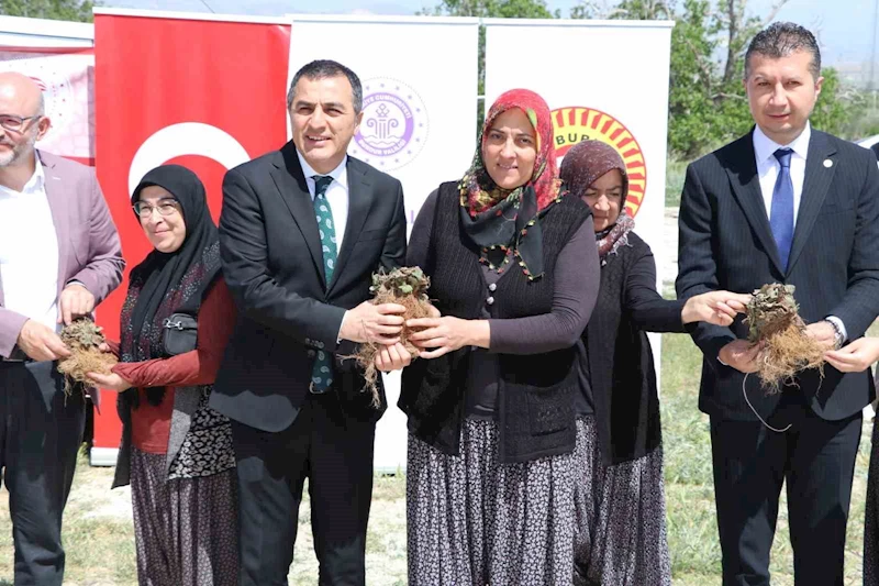 Burdur’da üretici kadınlara 60 bin çilek fidesi dağıtıldı

