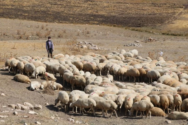 SİVAS’TA 4 ÇİFTÇİYE 400 KOYUN DAĞITILDI