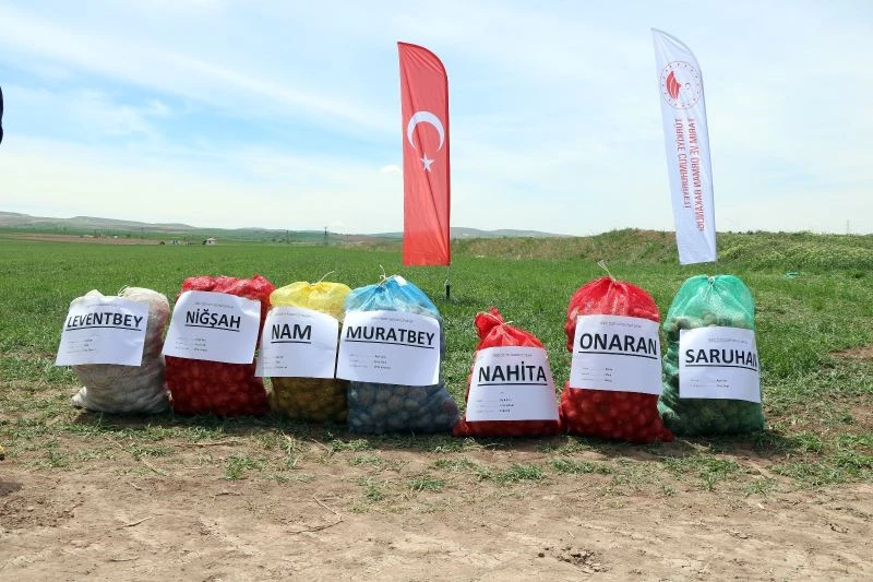 Yozgat’ta 7 çeşit yeni patates tohumu ekildi