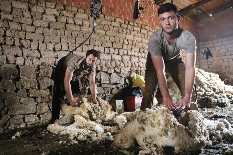 Sivas’ta koyun kırkım işlemleri başladı