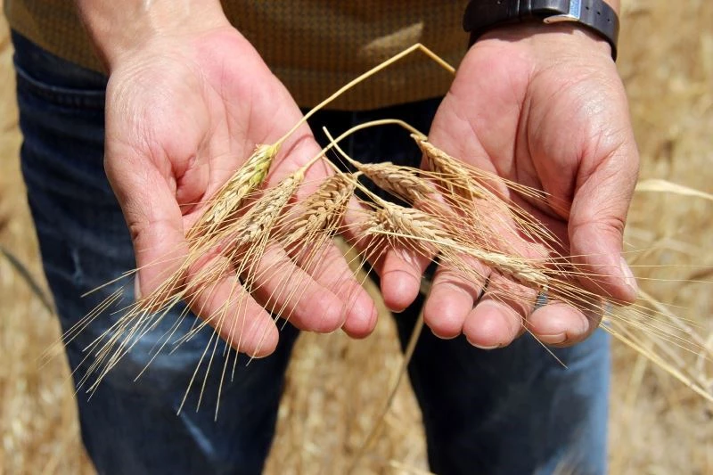 Sivas’ta buğday rekoltesinde yüzde 50 kayıp bekleniyor 