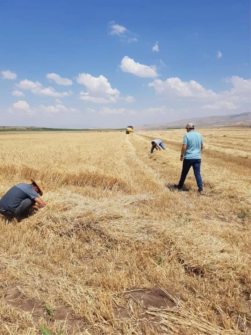 Tomarza’da hasat çalışmalarına başlandı