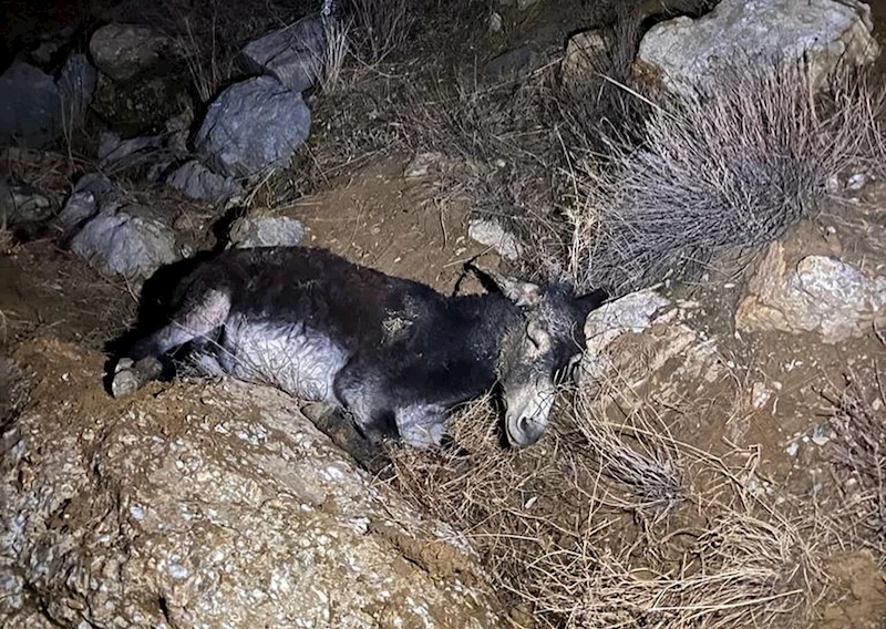 Kayalıklardan düşen yaralı eşeği AFAD ekipleri kurtardı
