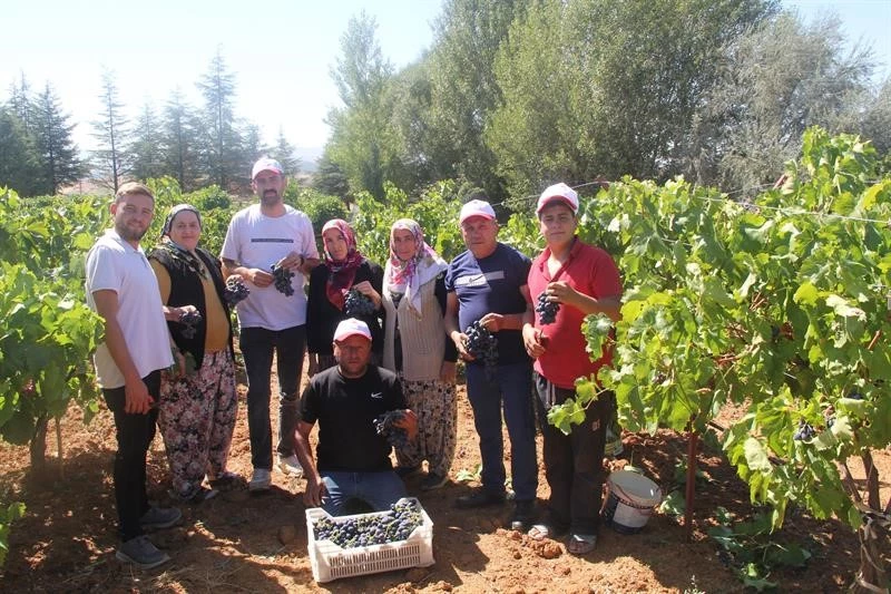 Isparta’da üzüm hasadı devam ediyor
