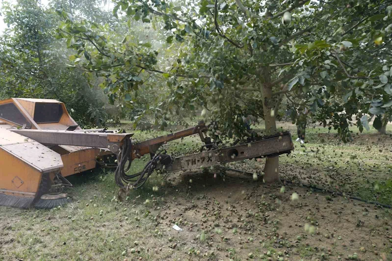 Ceviz hasadından 60 bin ton rekolte bekleniyor
