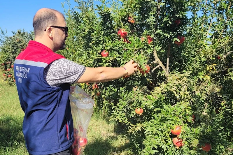 Aydın’da pestisit kalıntı analizi için nar numuneleri alındı
