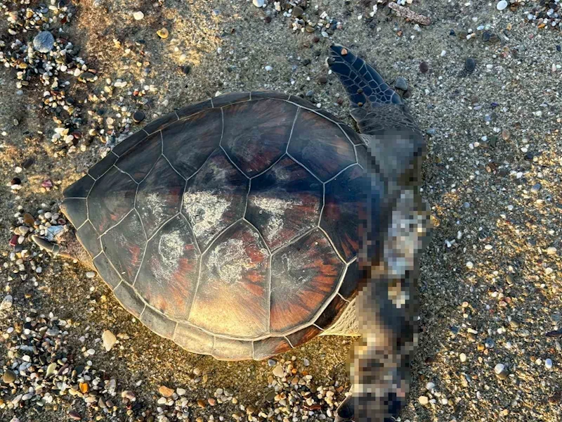 Alanya’da caretta caretta ölüsü bulundu
