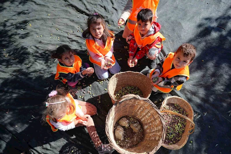 Aliağalı minik öğrenciler Şakran’da zeytin hasadı yaptı
