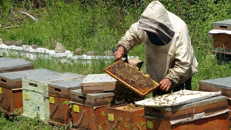 1 kilo balın arıcıya maliyeti 128 TL: 250 liradan ucuz olan ürünler bal diye satın alınmamalı
