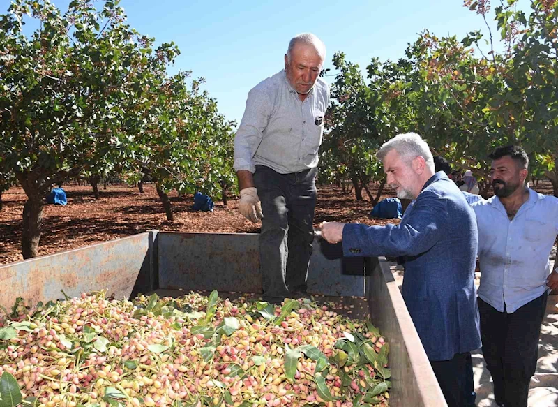 Pazarcık fıstığının tescil süreci başladı
