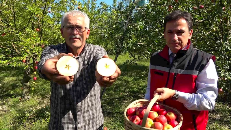 Amasyalılar yıldızlı elmayı 2 bin yıldır yetiştiriyor
