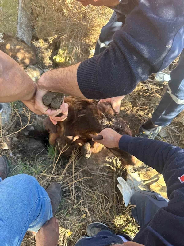 Iğdır’da kuyuya düşen koyun kurtarıldı
