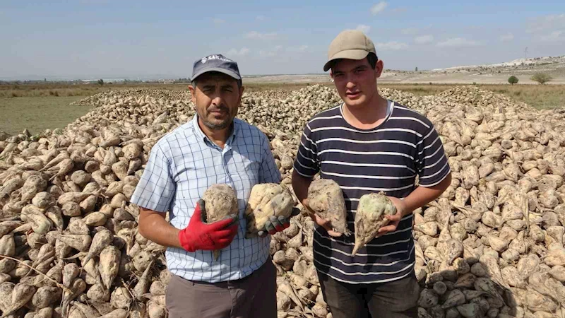 Kütahya’da pancar hasadı başladı
