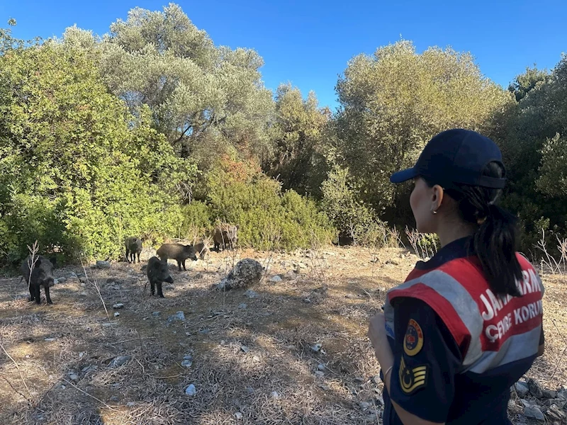 Dilek Yarımadası’nda jandarma denetimi
