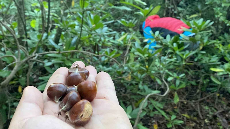 Bartın’da kestane hasadı başladı
