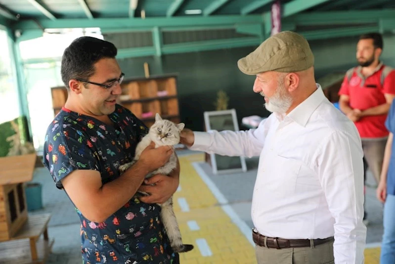 Kayseri’de ilk olan ‘Küçük Dostlar Kedi Kasabası’ ziyaretçi akınına uğruyor