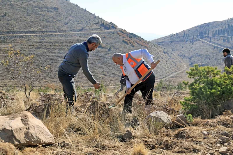 Ali Dağın zirvesine bin 111 fidan