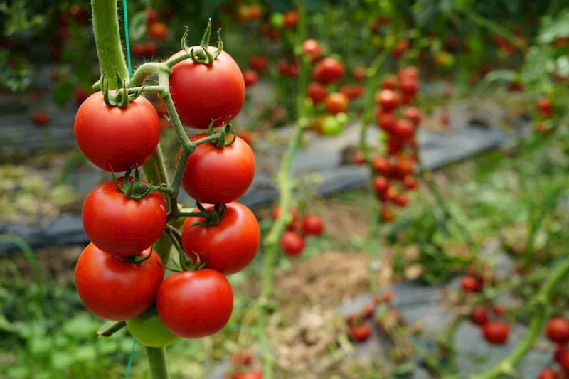 Antalya’da Ekim ayında domates miktarı geçen aya göre arttı
