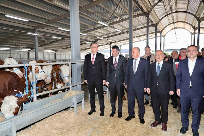 Ordu’da üreticilere gebe düve dağıtımı gerçekleştirildi
