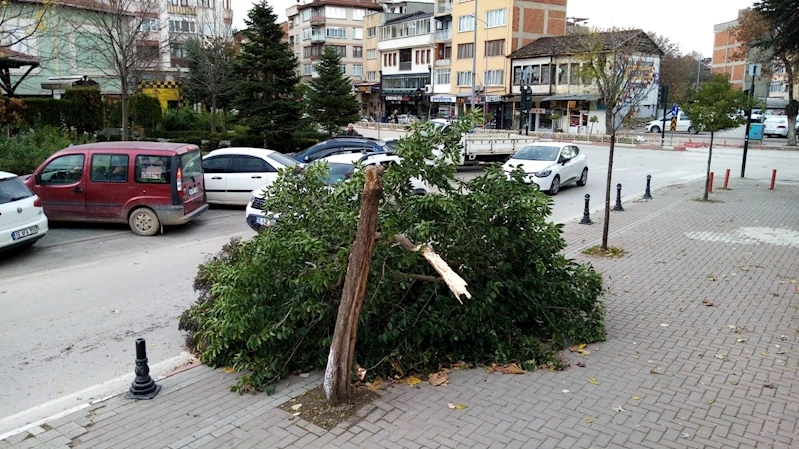 Şiddetli lodos ağacı yerle bir etti
