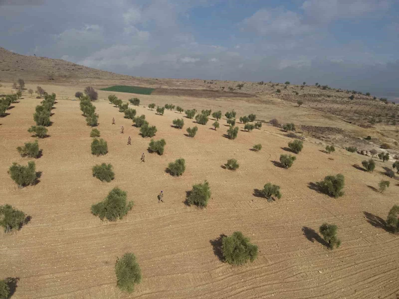 Kilis’te zeytin bahçeleri jandarmaya emanet
