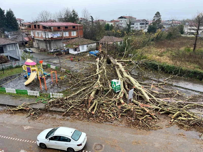 Anıt ağaç, fırtınada yıkıldı
