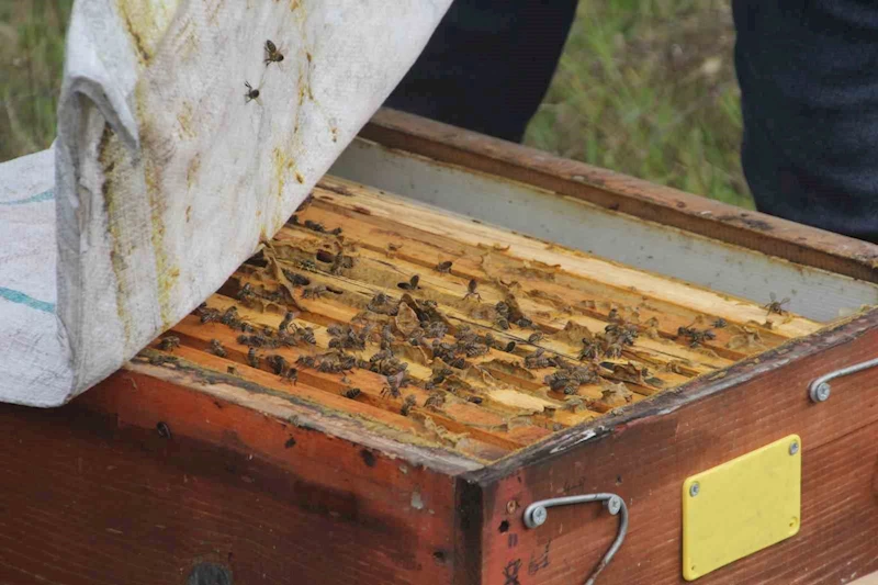 Arıcılıkta kışlatma dönemi başladı
