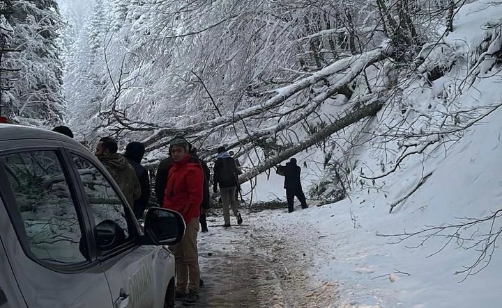 Kar ve tipiye dayanmayan ağaçlar Gölcük Tabiat Parkı yoluna devrildi
