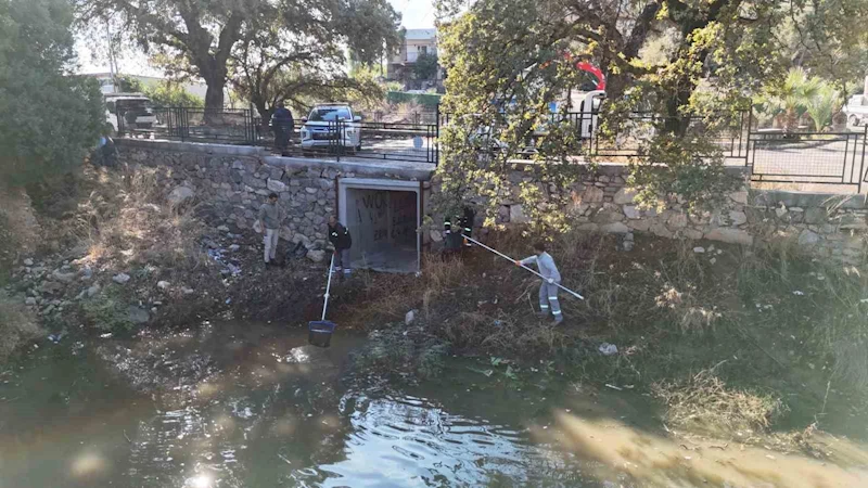 Tescilli Ağaç Topluluğu bölgesi temizlendi
