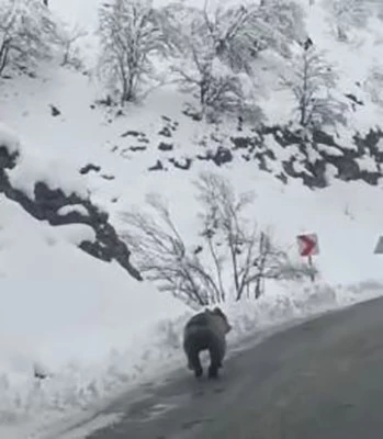 Tunceli’ye kış erken geldi, ayılar uyumayı unuttu
