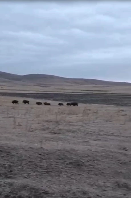 Kars’ta domuz sürüsü görüntülendi
