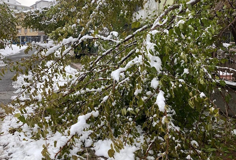 Kar yağışına dayanamayan ağaç dalları kırılarak devrildi
