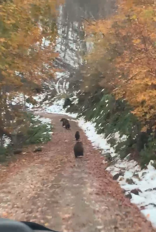 Yalova’da boz ayı ve 3 yavrusu kameralara takıldı
