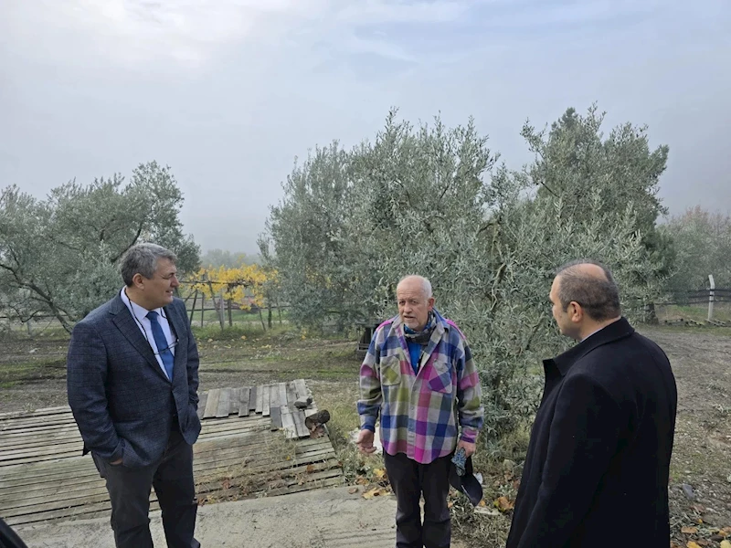 Asırlık zeytin ağaçları coğrafi işaretle tescillenecek
