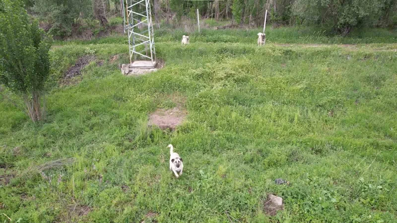 Ankara’da köpeklerin dron kovalamaca şovu gülümsetti
