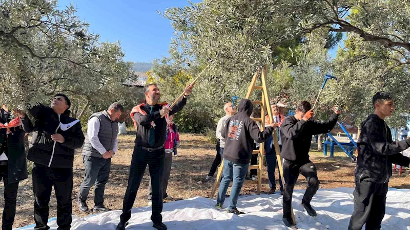 Öğrenciler okul bahçesinde zeytin hasadı yaptı
