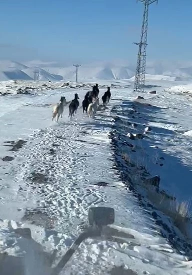 Sürü halindeki yılkı atları görüntülendi
