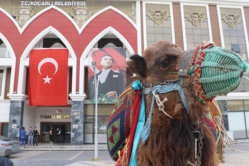 Koçarlı’da deve güreşi hazırlıkları tamamlandı
