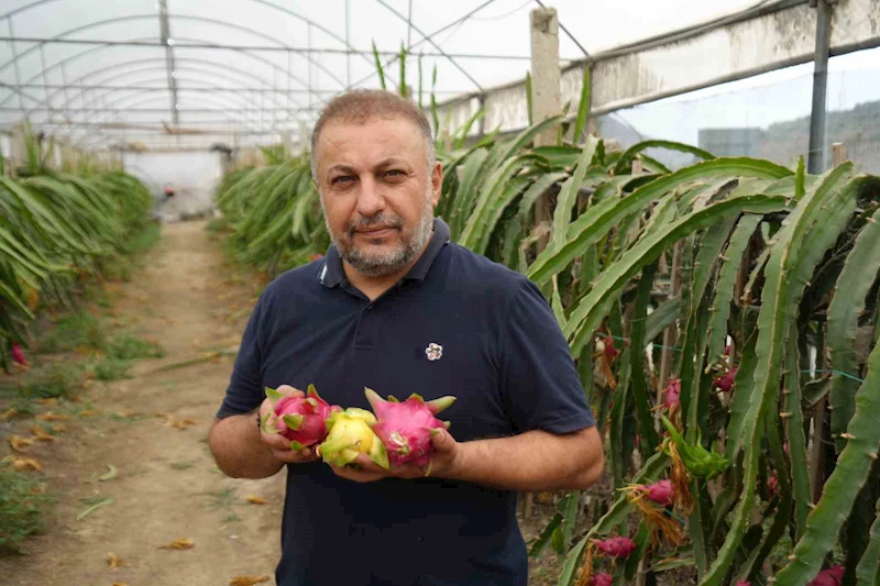 İnternetten gördüğü meyveyi şimdi 210 metrekarelik serada yılda 5 kere hasat ediyor
