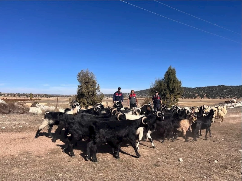 Kayıp hayvanlar jandarma tarafından 4 kilometre uzakta bulundu
