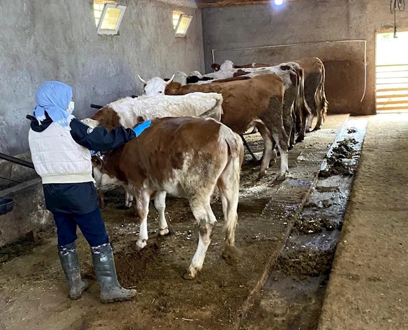 Erzincan’da büyükbaş hayvanlar şap hastalığına karşı aşılanıyor
