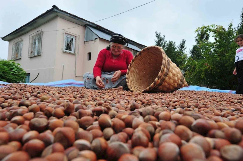 Fındık ihracatı geçen yılı geçti
