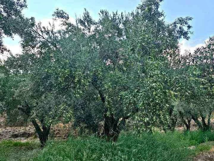 Denizli Milletvekili Ün zeytin üreticisinin sorunlarına dikkat çekti
