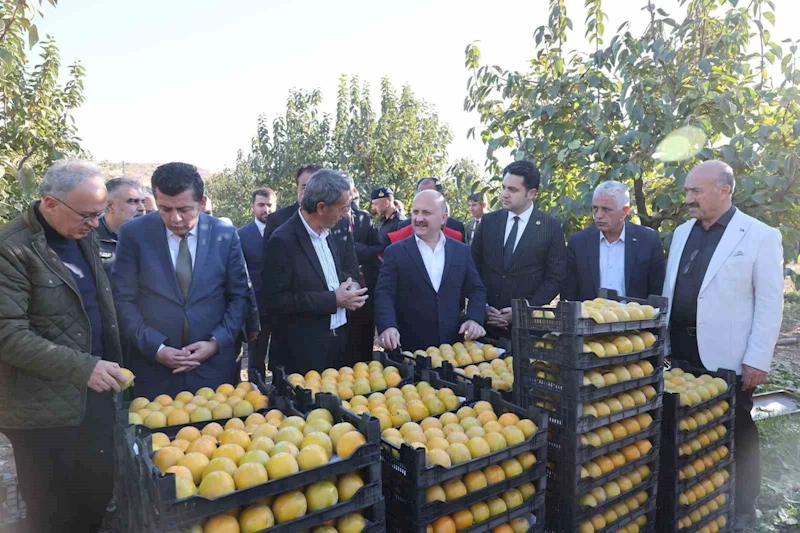 Trabzon hurmasının hasadı başladı
