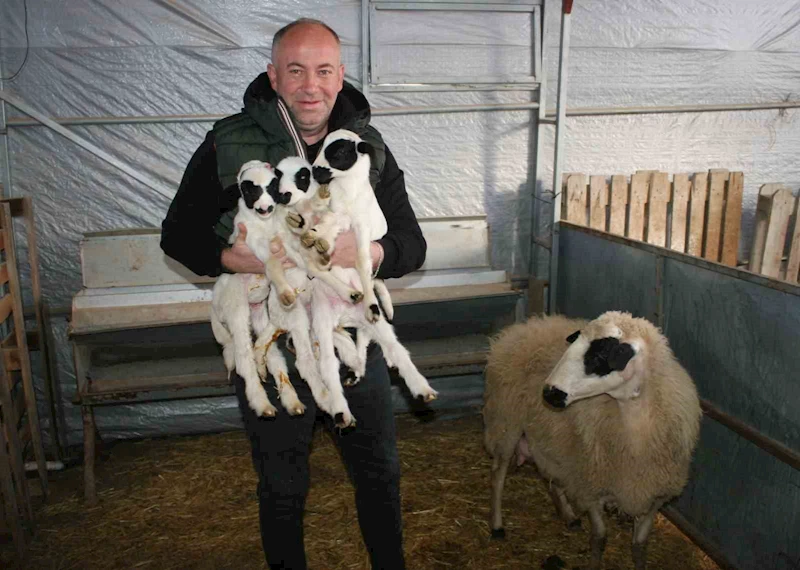 İlk kuzularına adeta çocuk gibi bakıyor
