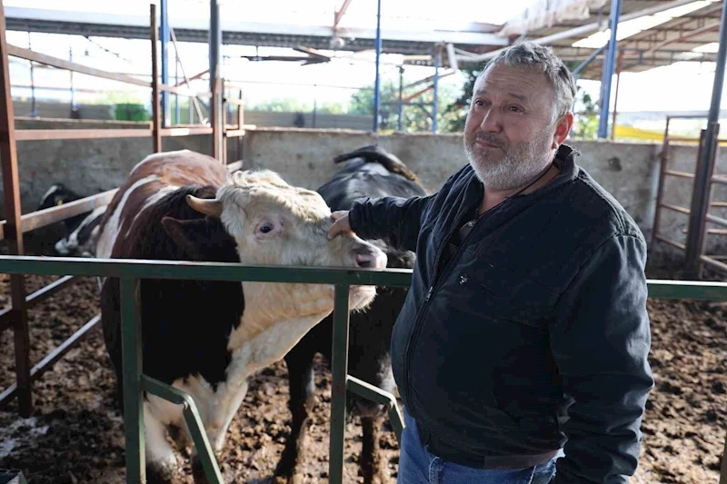 Öfkeli boğanın saldırısından sahibi canını zor kurtardı
